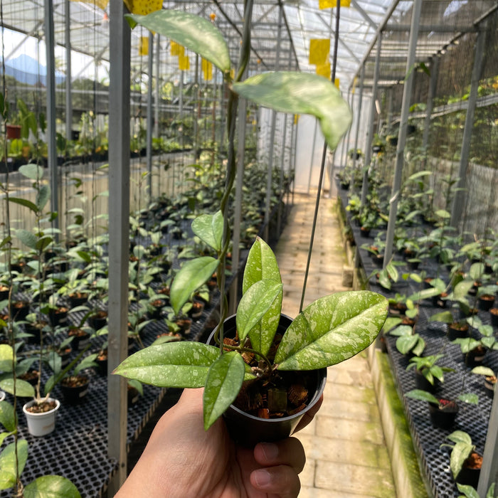 Hoya Crassipetiolata Splash