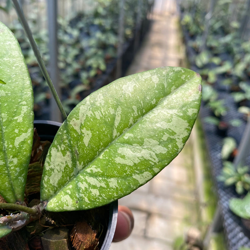 Hoya Crassipetiolata Splash