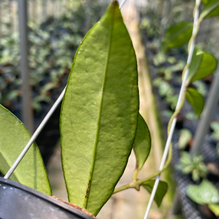 Hoya Crassipetiolata Splash