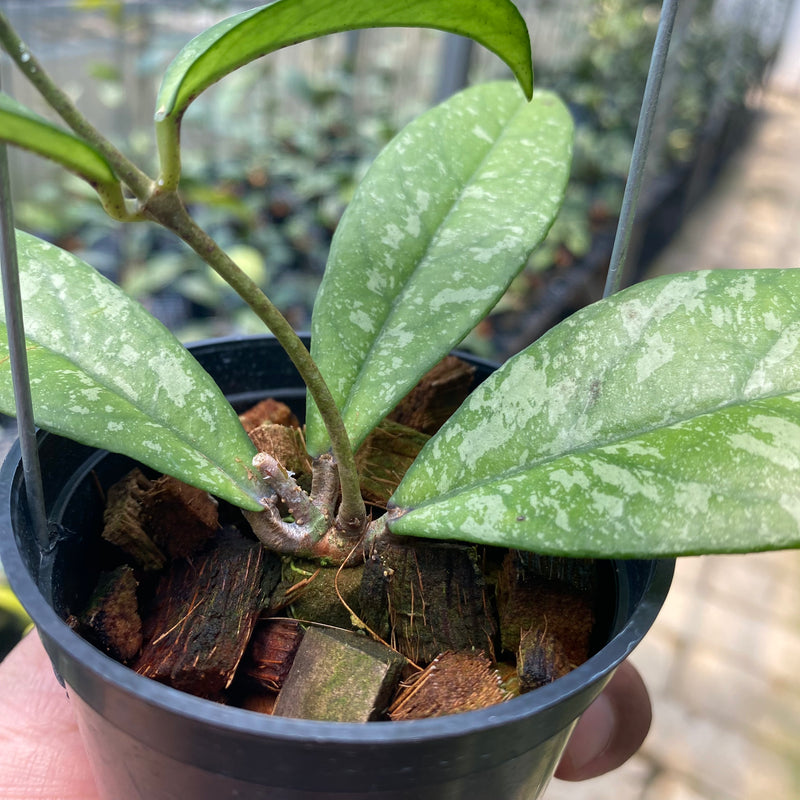 Hoya Crassipetiolata Splash