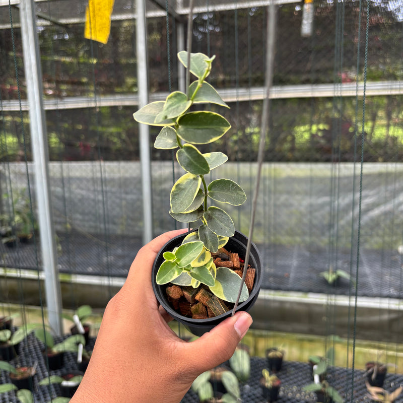 FS7-3 Hoya Cumingiana Albomarginata