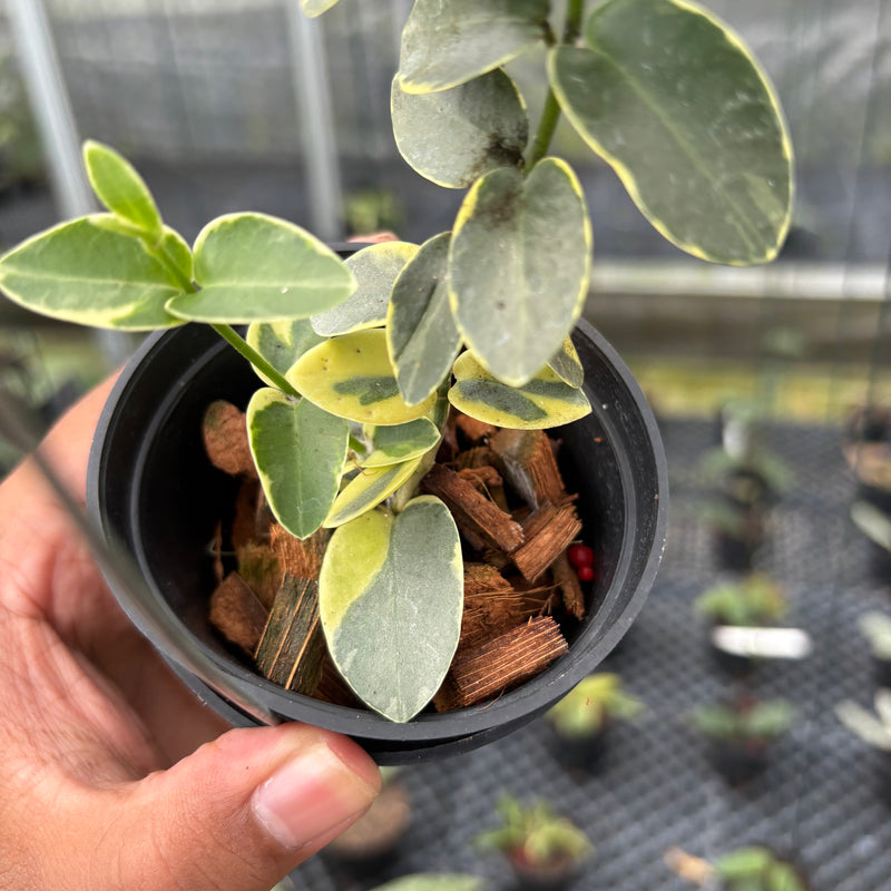 FS7-3 Hoya Cumingiana Albomarginata