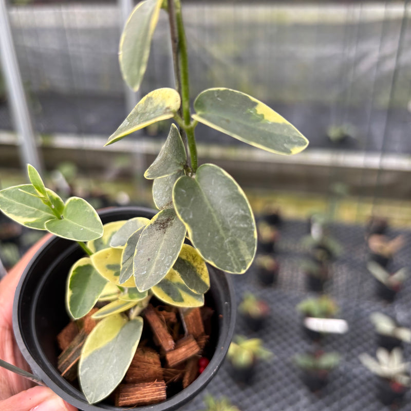FS7-3 Hoya Cumingiana Albomarginata