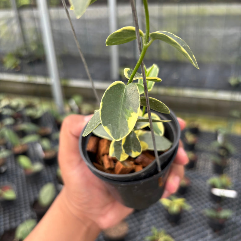 FS7-3 Hoya Cumingiana Albomarginata