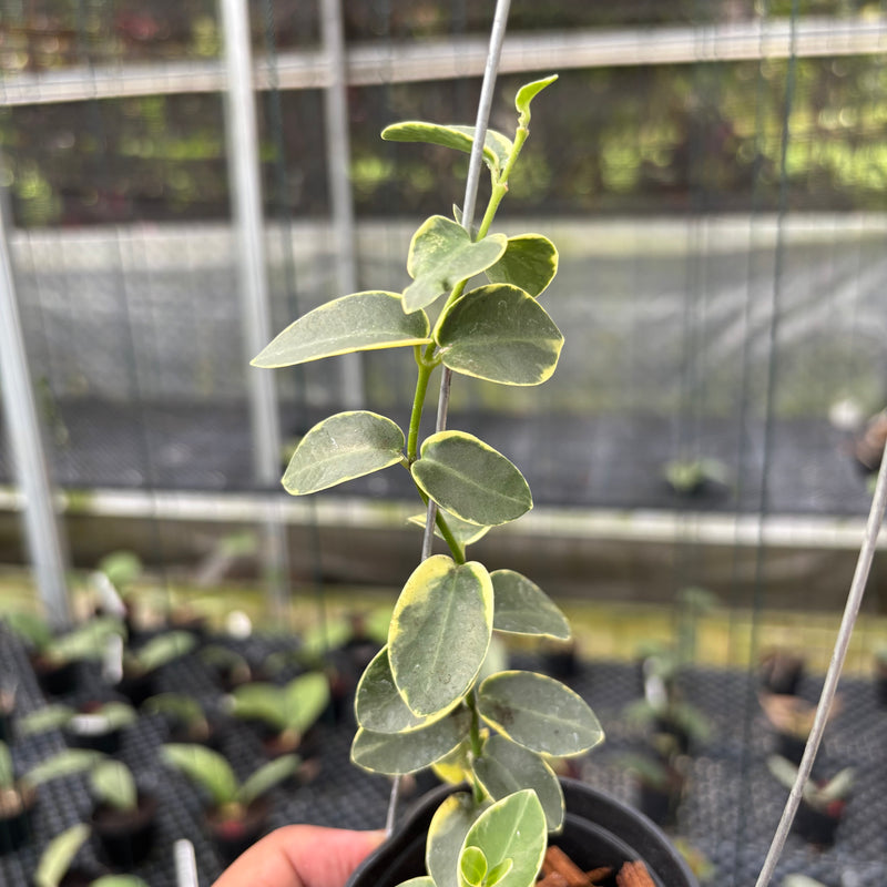 FS7-3 Hoya Cumingiana Albomarginata