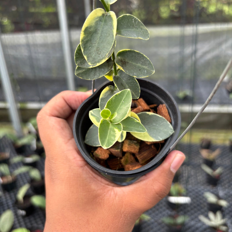 FS7-3 Hoya Cumingiana Albomarginata