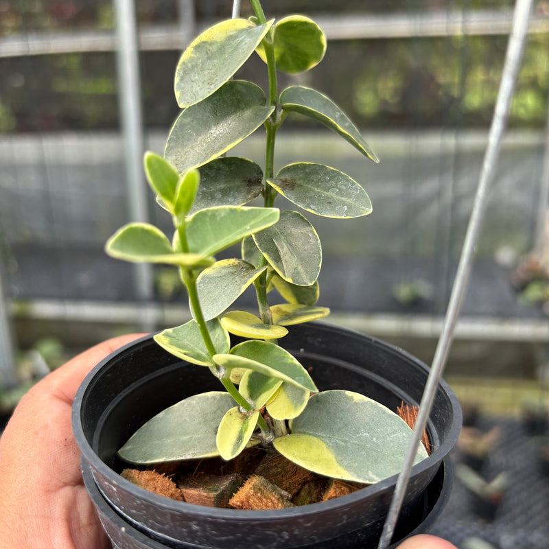 FS7-3 Hoya Cumingiana Albomarginata