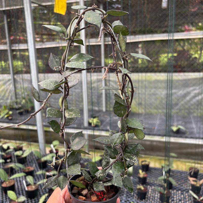 FS8-3 Hoya Lacunosa Black