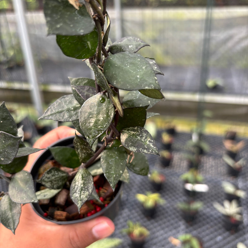 FS8-3 Hoya Lacunosa Black