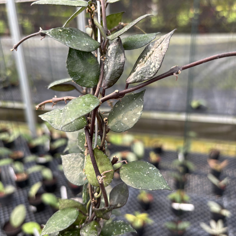 FS8-3 Hoya Lacunosa Black