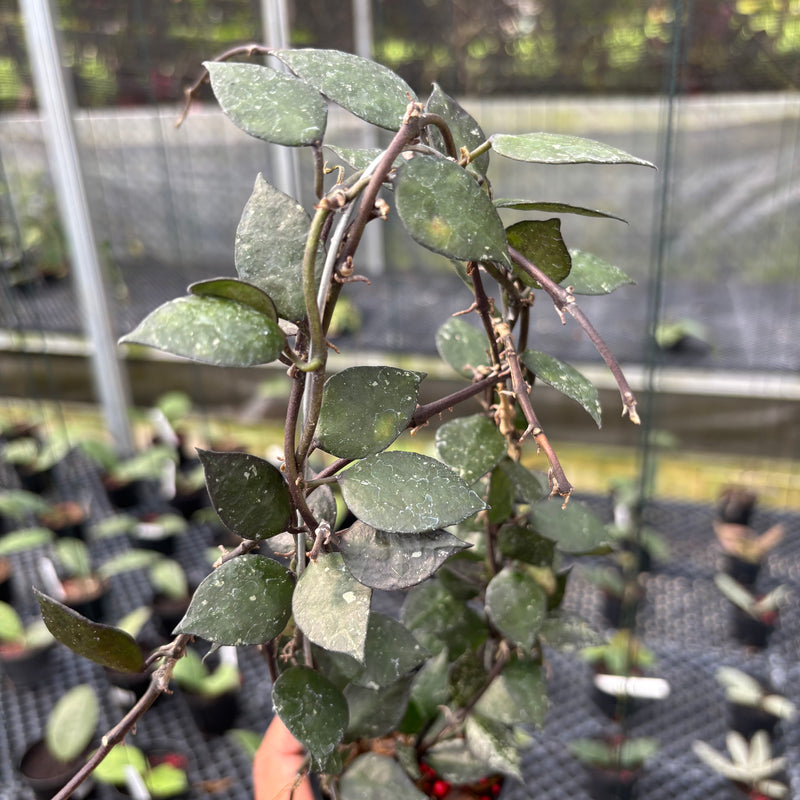 FS8-3 Hoya Lacunosa Black