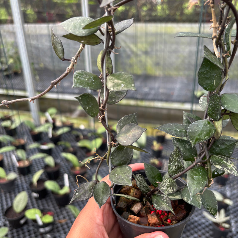 FS8-3 Hoya Lacunosa Black