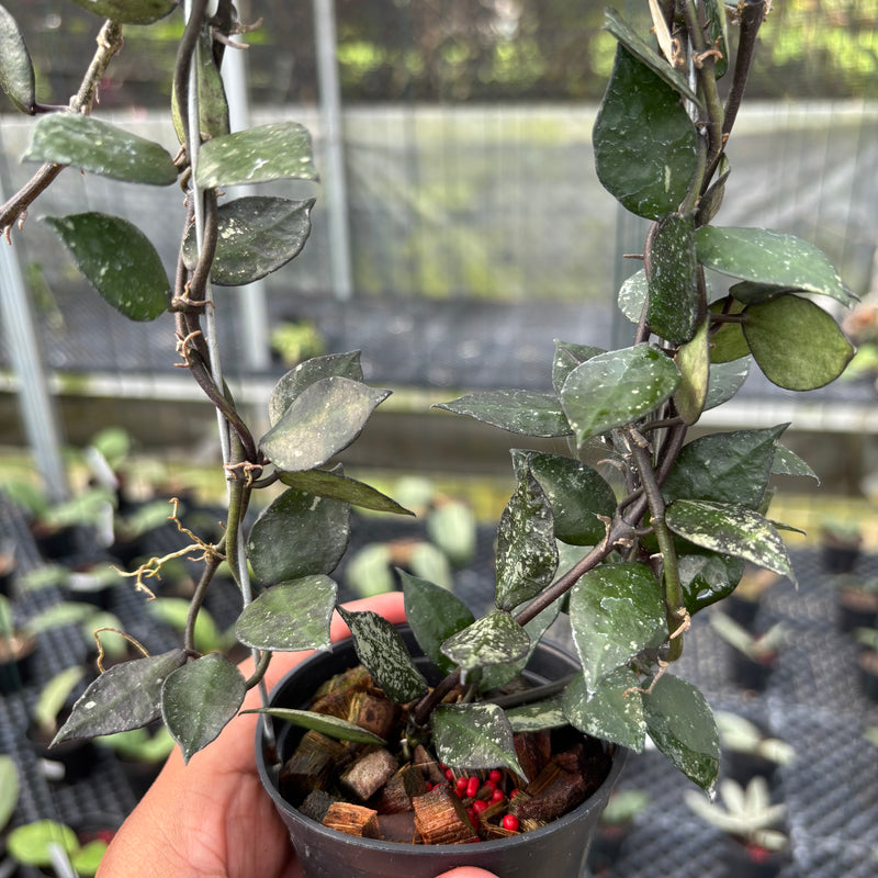 FS8-3 Hoya Lacunosa Black
