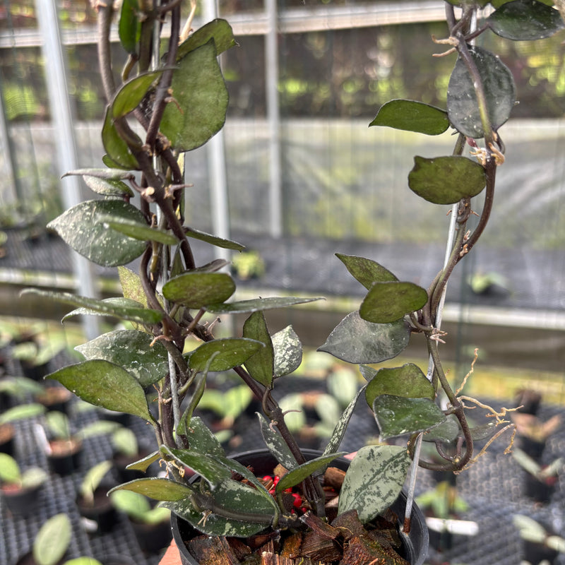 FS8-3 Hoya Lacunosa Black