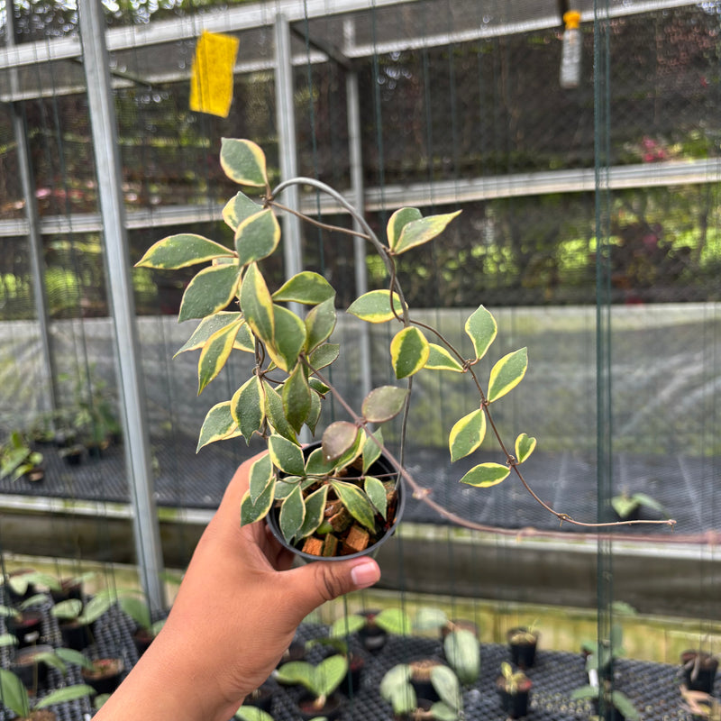 FS9-3 Hoya Bakoensis Albomarginata