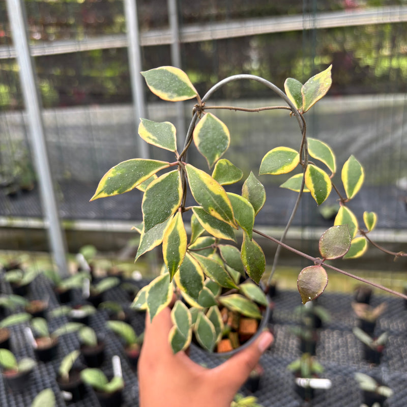 FS9-3 Hoya Bakoensis Albomarginata