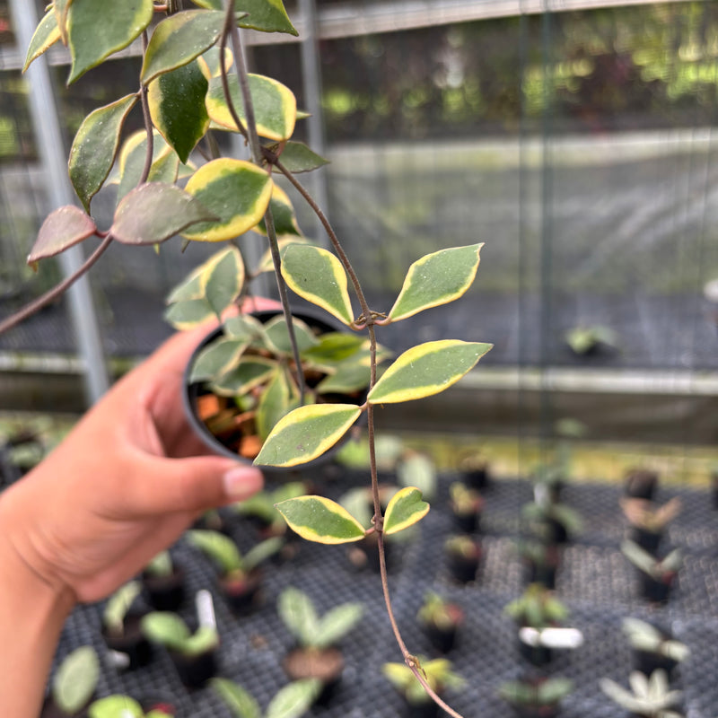 FS9-3 Hoya Bakoensis Albomarginata