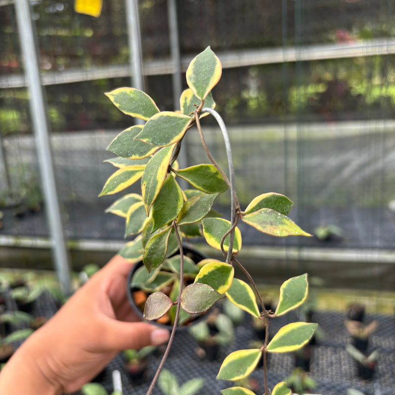 FS9-3 Hoya Bakoensis Albomarginata