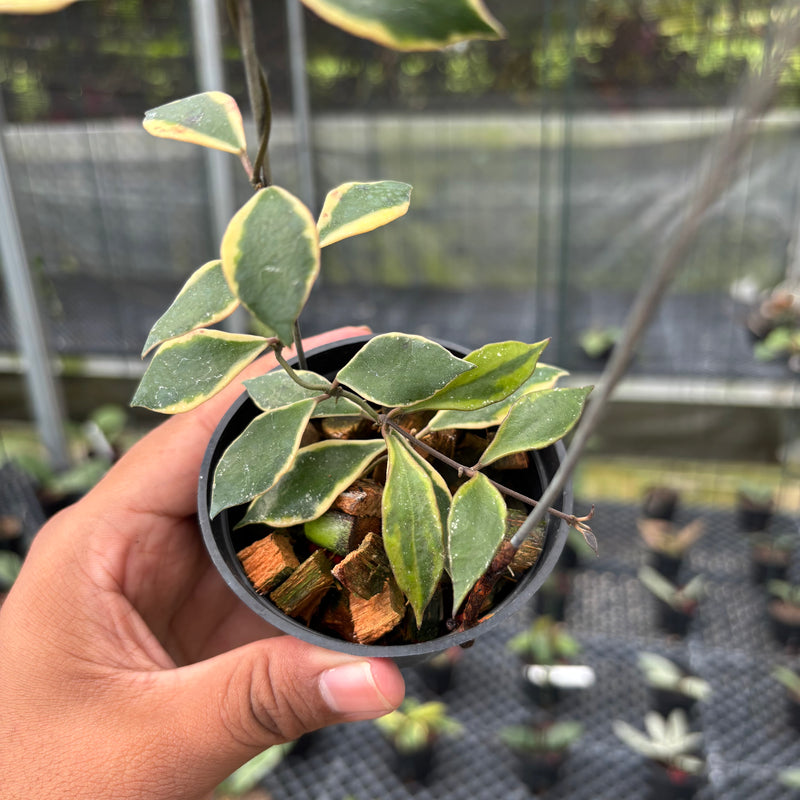 FS9-3 Hoya Bakoensis Albomarginata