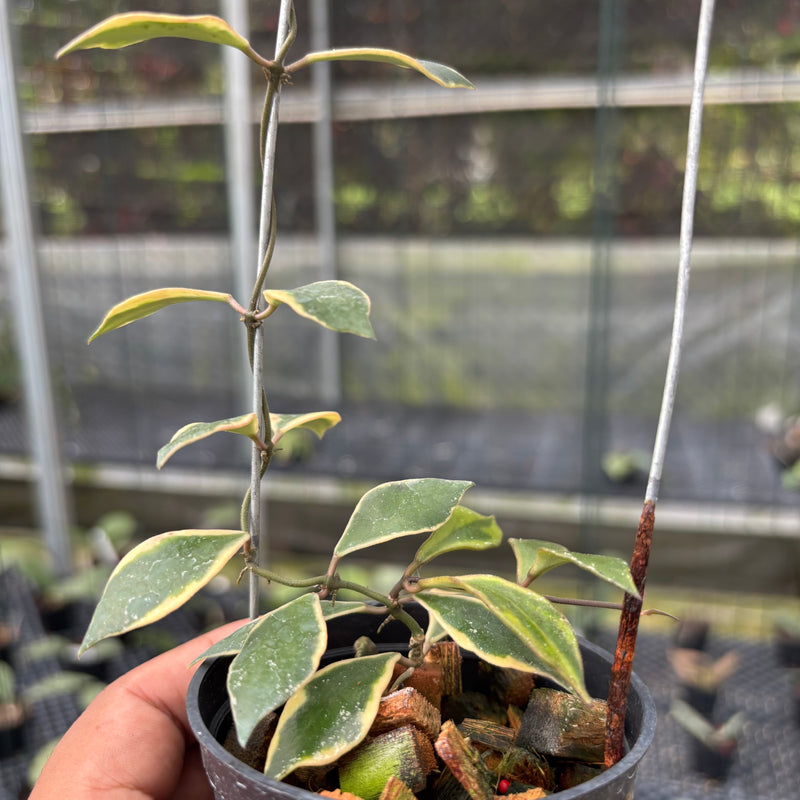 FS9-3 Hoya Bakoensis Albomarginata
