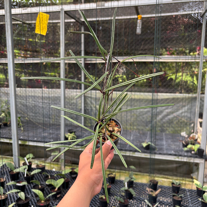 FS10-3 Hoya Insularis