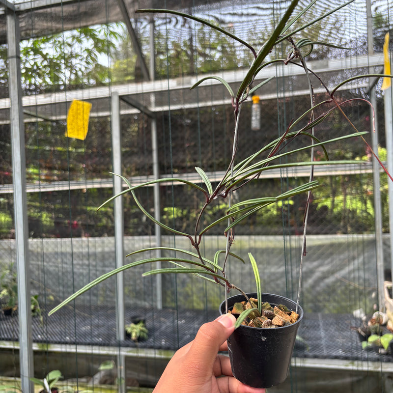 FS10-3 Hoya Insularis