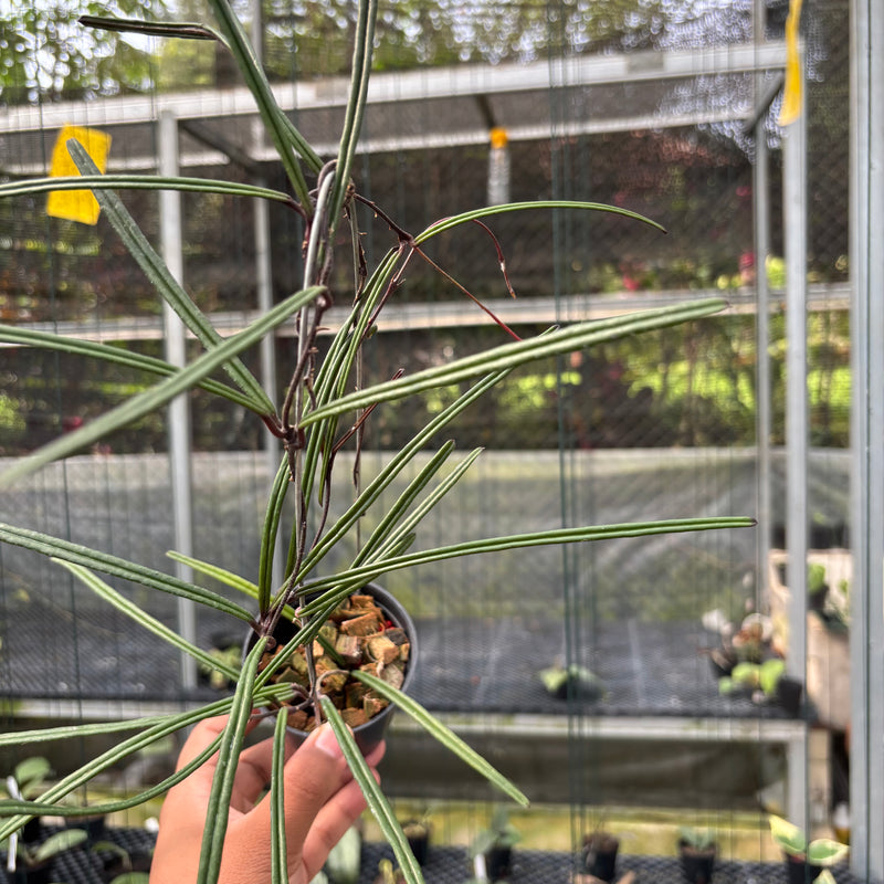 FS10-3 Hoya Insularis