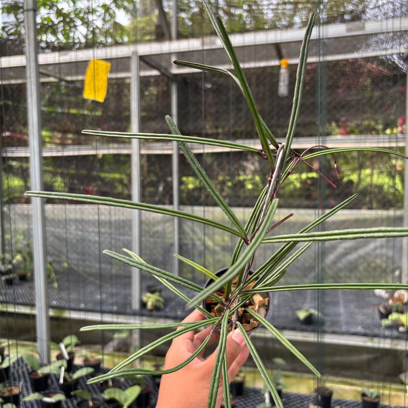 FS10-3 Hoya Insularis