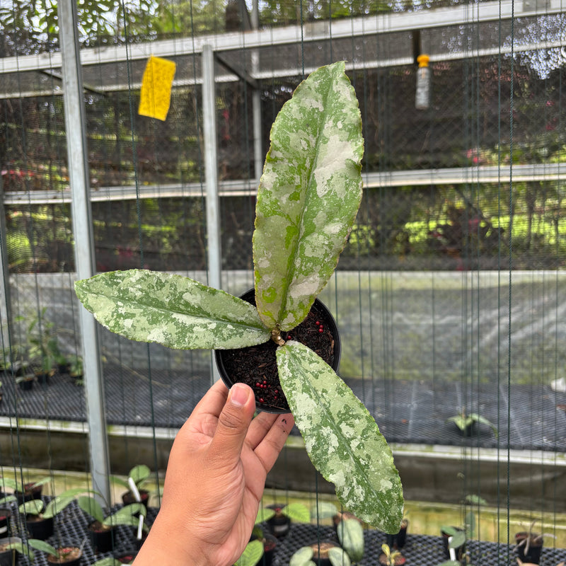 FS11-3 Hoya Undulata Silver