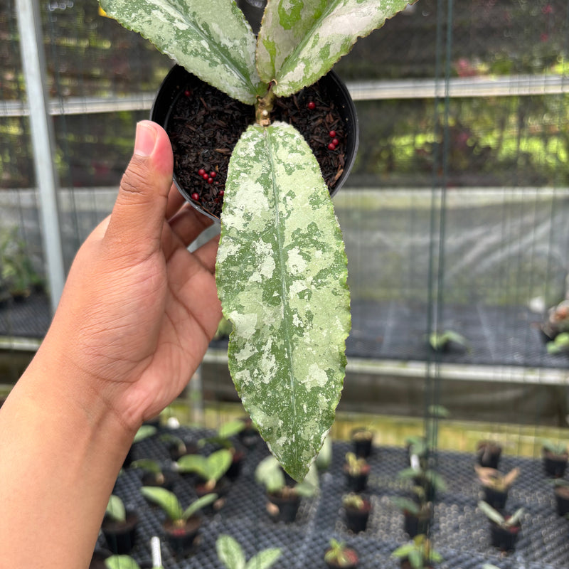 FS11-3 Hoya Undulata Silver