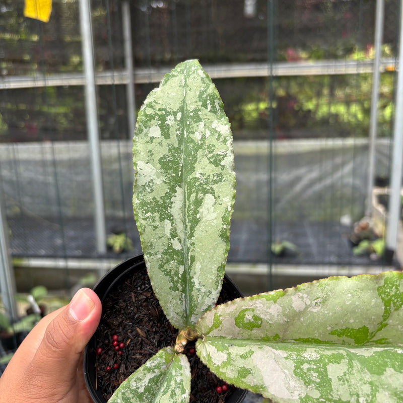 FS11-3 Hoya Undulata Silver