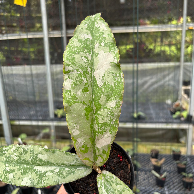 FS11-3 Hoya Undulata Silver