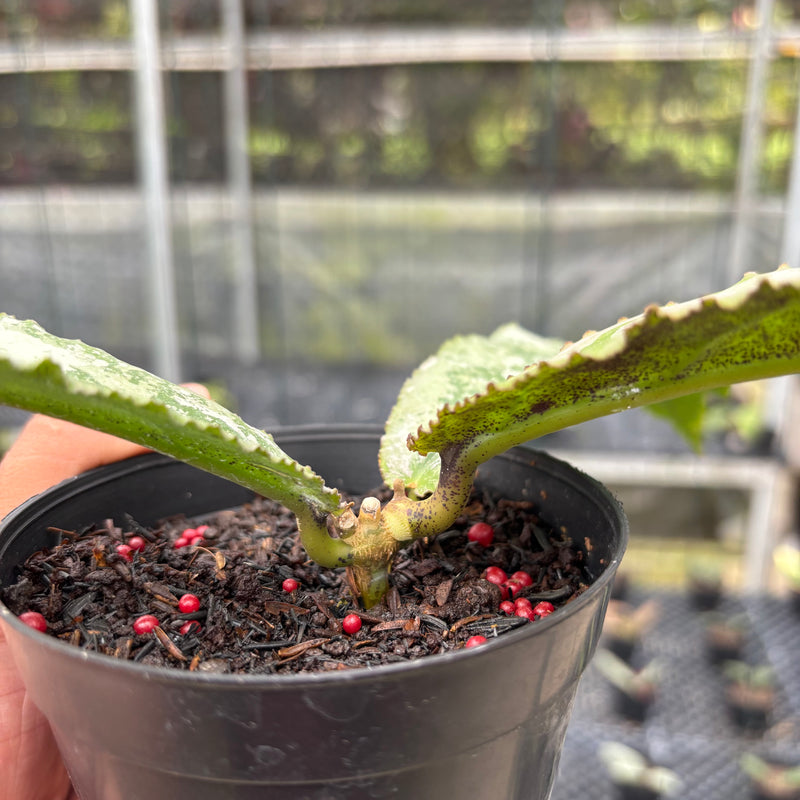 FS11-3 Hoya Undulata Silver