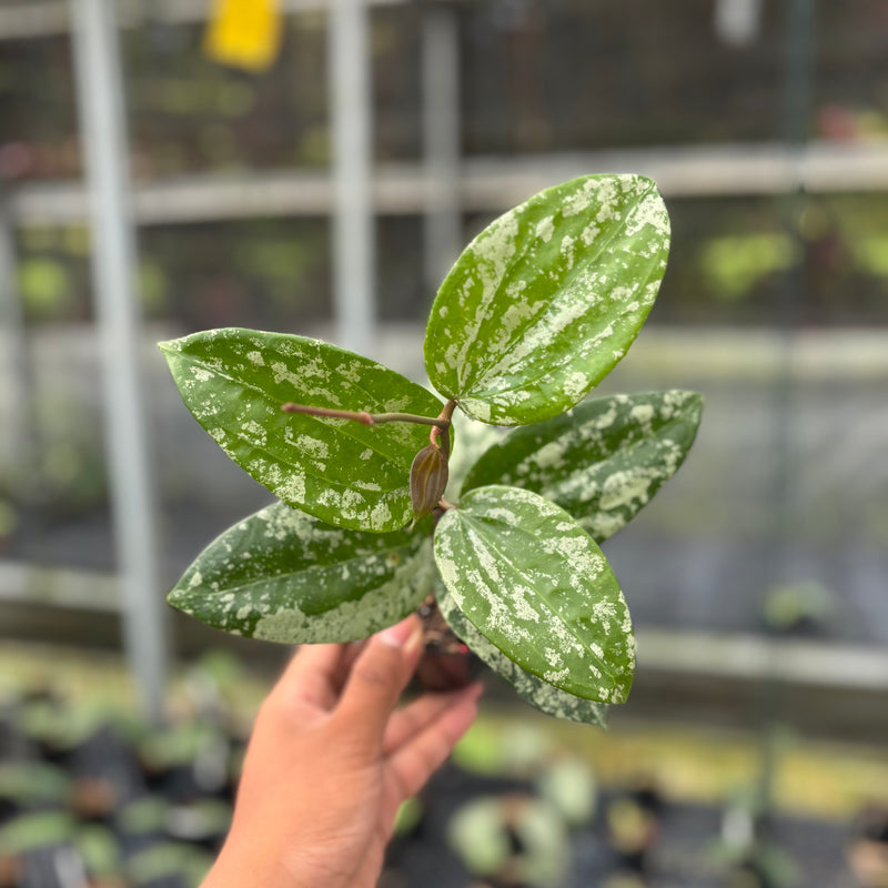 FS12-3 Hoya Latifolia MRH