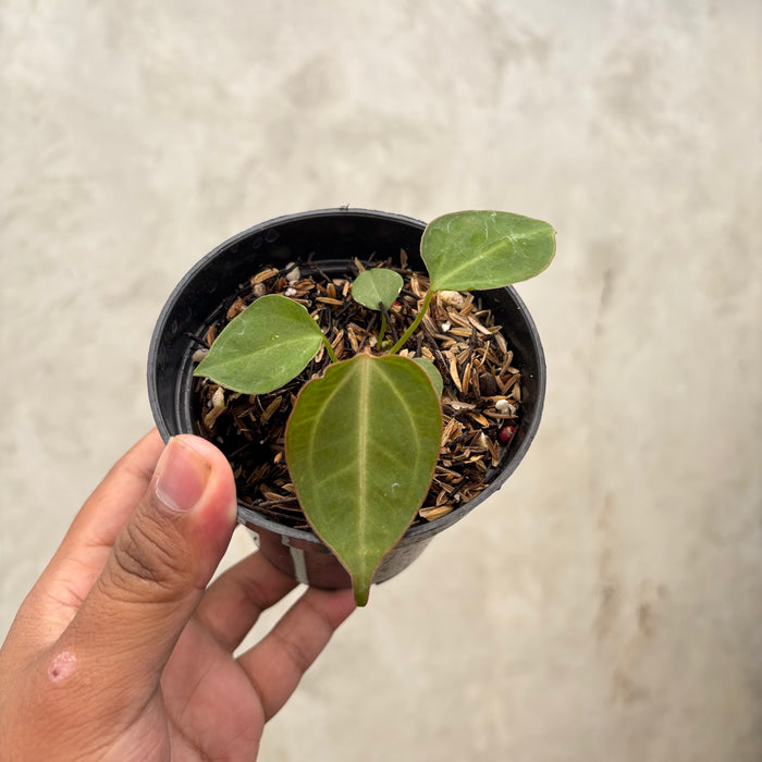 Anthurium Xone Portilae Muchlis x Blood of Blue