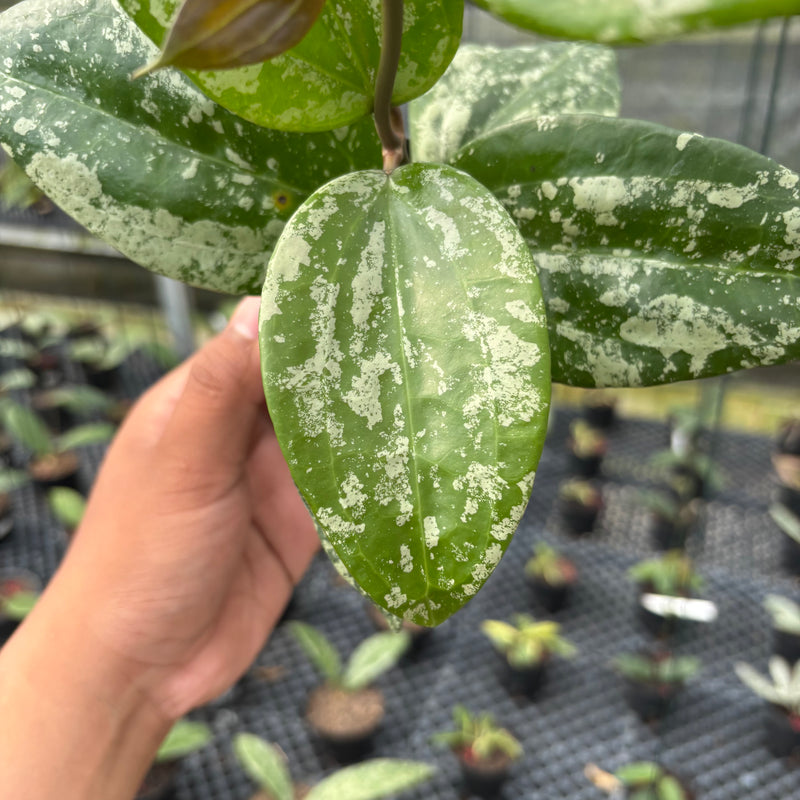 FS12-3 Hoya Latifolia MRH