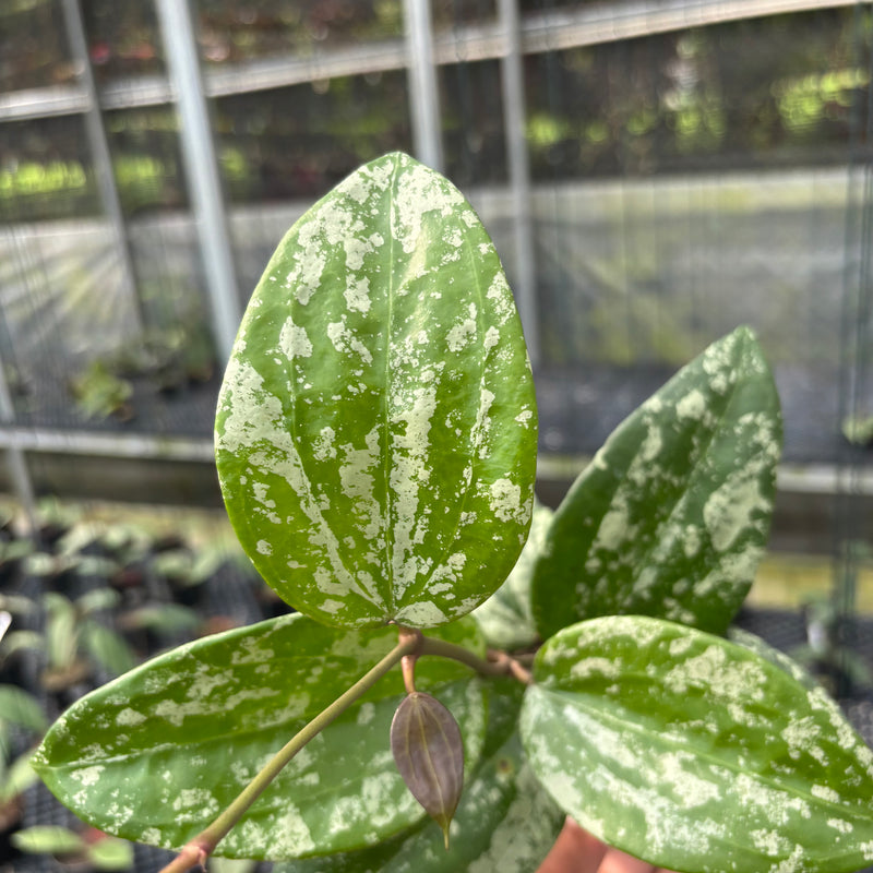 FS12-3 Hoya Latifolia MRH