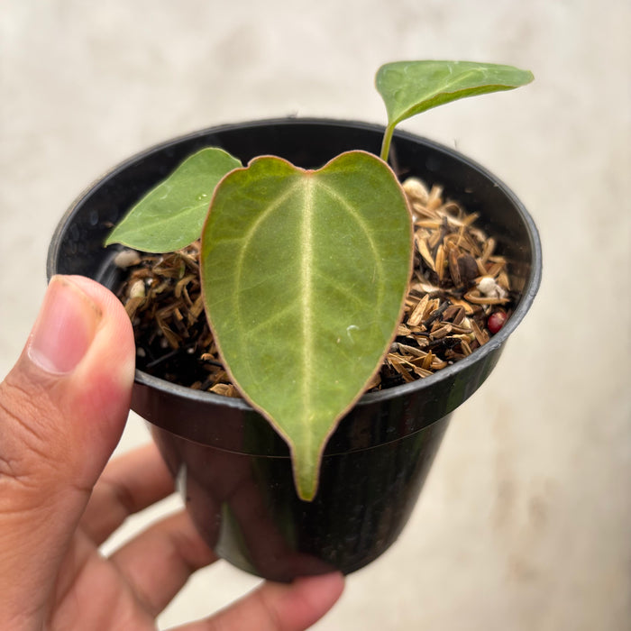 Anthurium Xone Portilae Muchlis x Blood of Blue