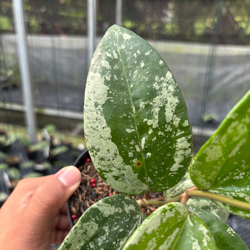 FS12-3 Hoya Latifolia MRH