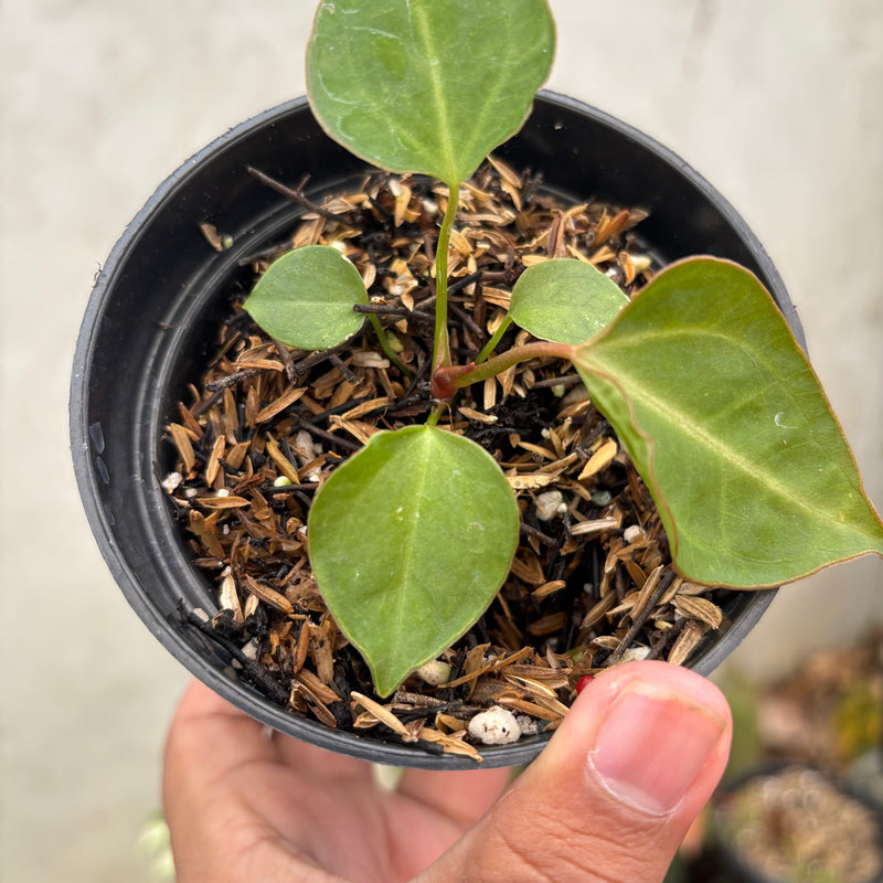 Anthurium Xone Portilae Muchlis x Blood of Blue
