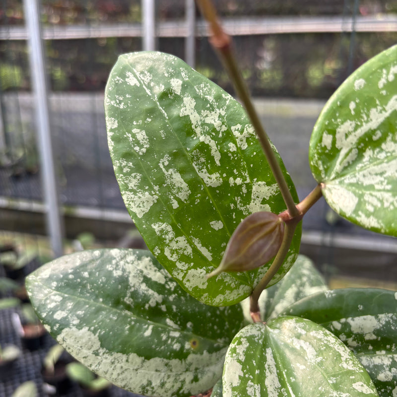 FS12-3 Hoya Latifolia MRH