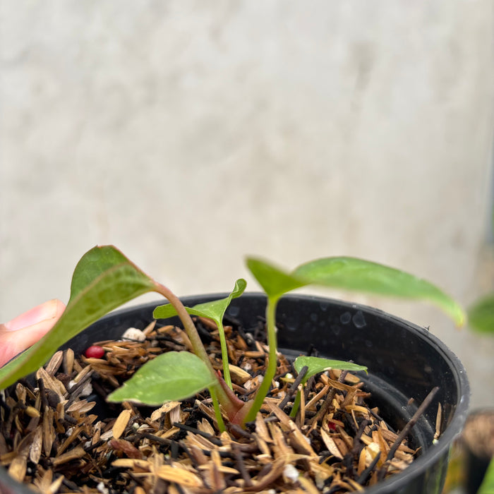 Anthurium Xone Portilae Muchlis x Blood of Blue