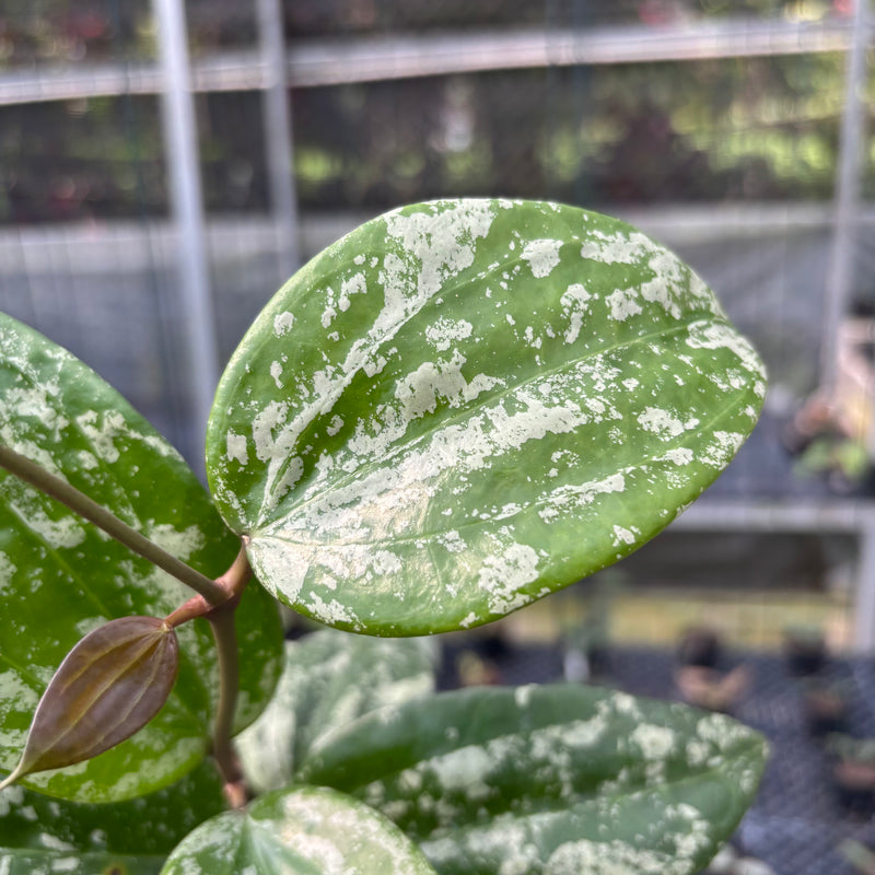 FS12-3 Hoya Latifolia MRH