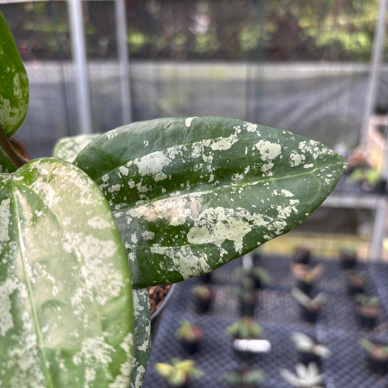 FS12-3 Hoya Latifolia MRH