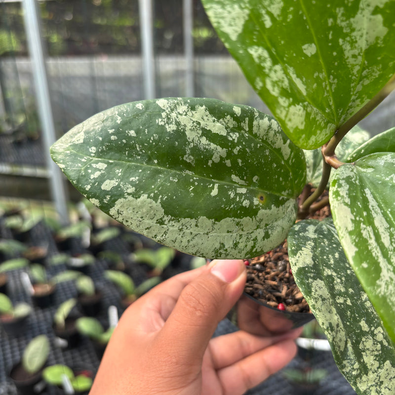 FS12-3 Hoya Latifolia MRH
