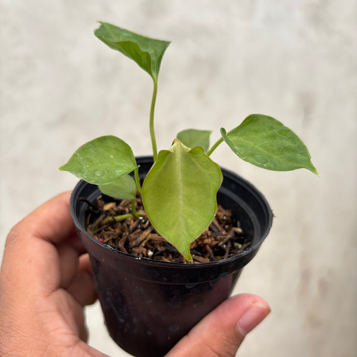 Anthurium Xone Portilae Muchlis x Blood of Blue Selected