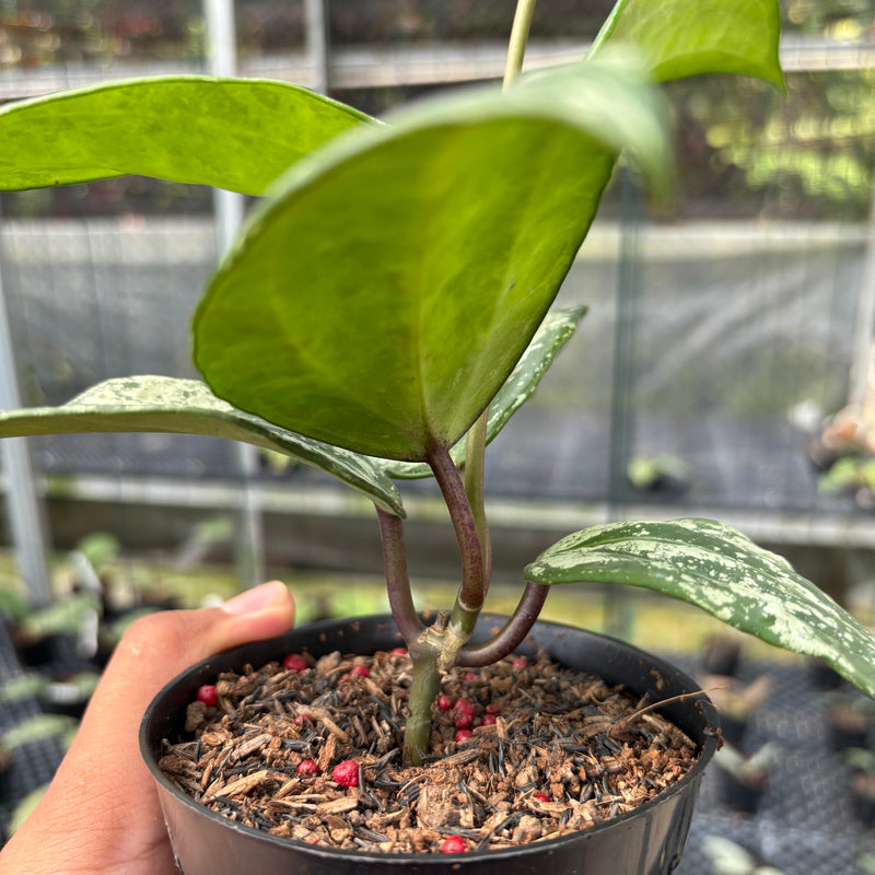 FS12-3 Hoya Latifolia MRH