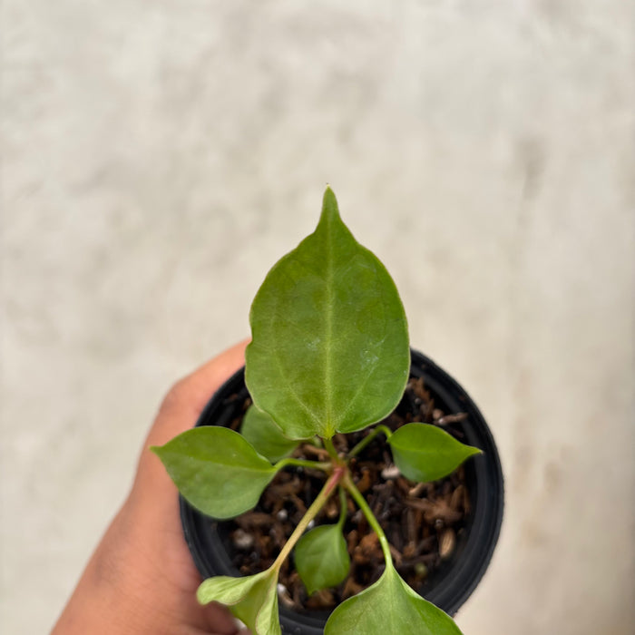 Anthurium Xone Portilae Muchlis x Blood of Blue Selected
