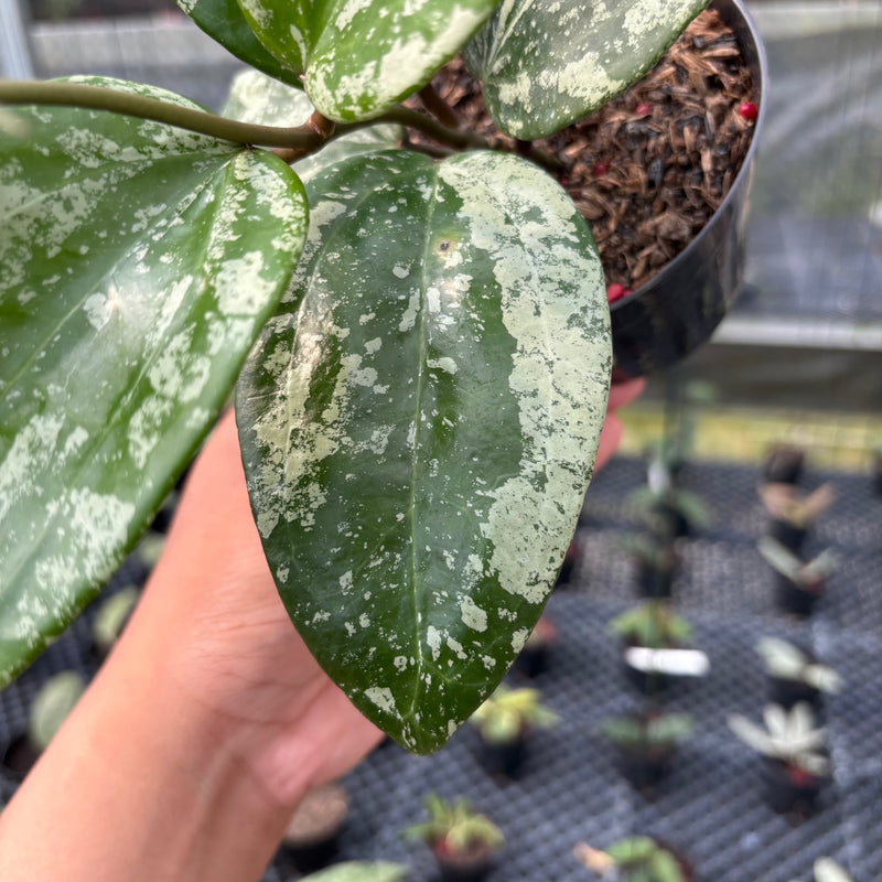 FS12-3 Hoya Latifolia MRH