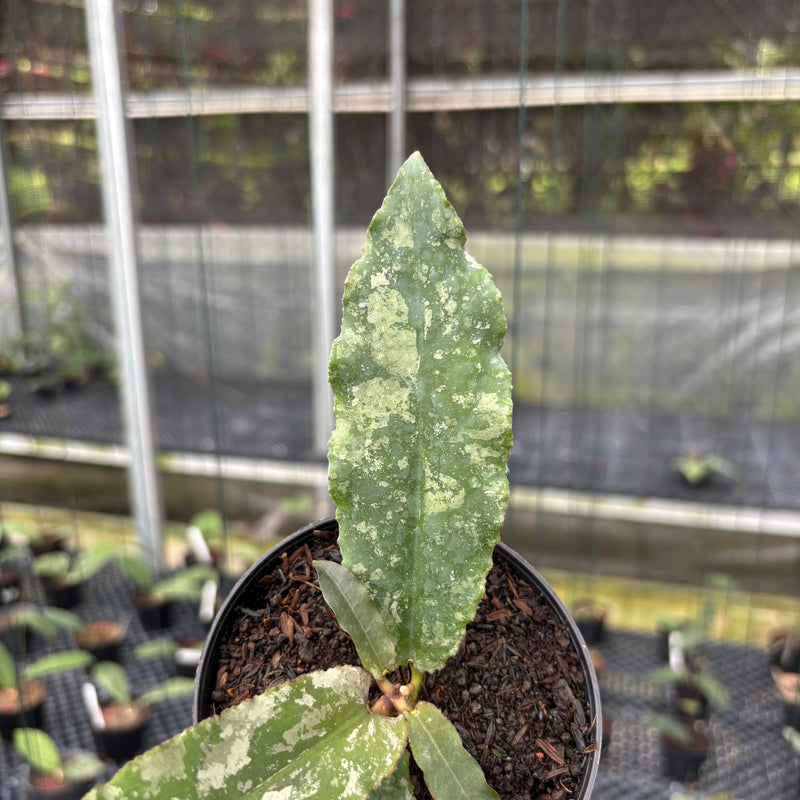 FS14-3 Hoya Undulata Army